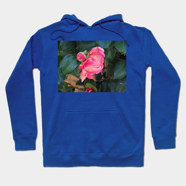 Camellia coming into bloom Hoodie by FriendlyComputerHelp